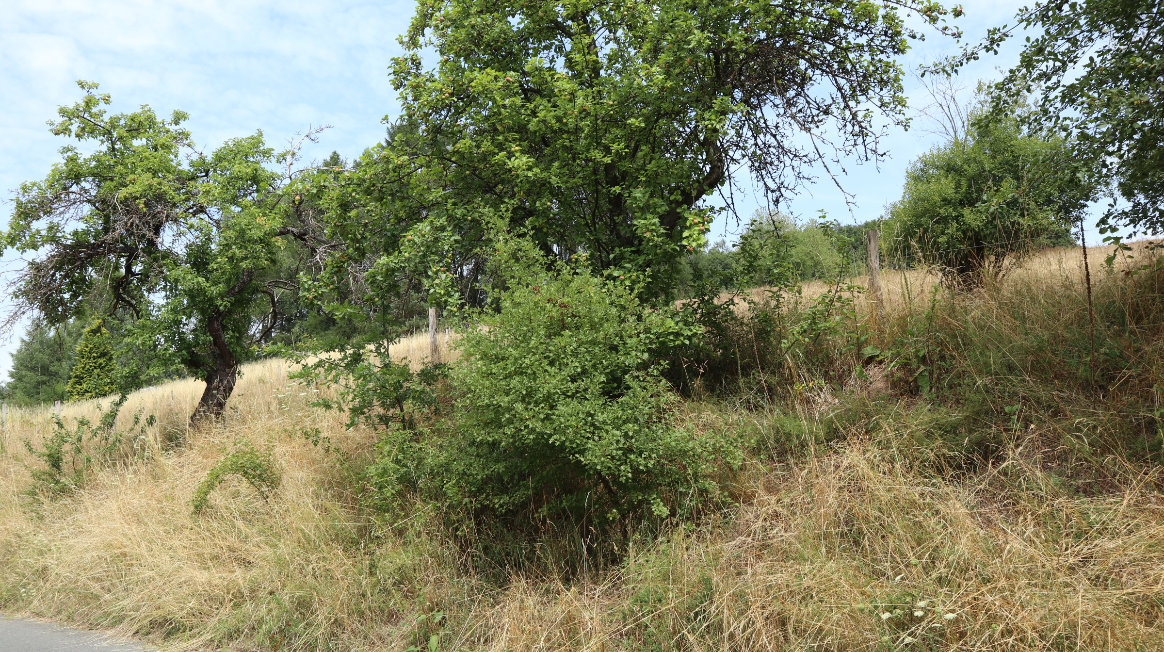 Baugrundstück in Hanglage von Rothenbuch PROVISIONSFREI